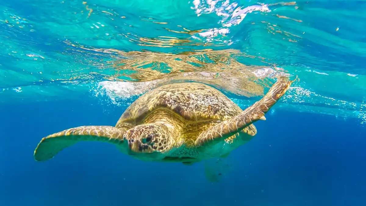 Marsa Alam Tours