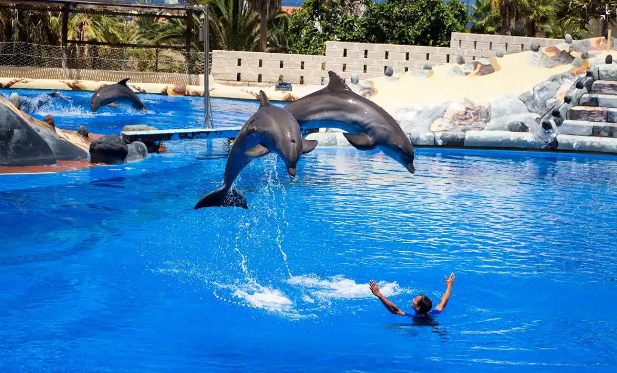 Dolphin Show in Sharm El Shiekh