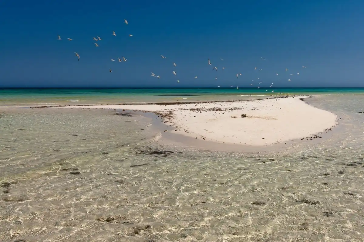 White Island and Ras Mohamed Day Trip From Sharm El Sheikh